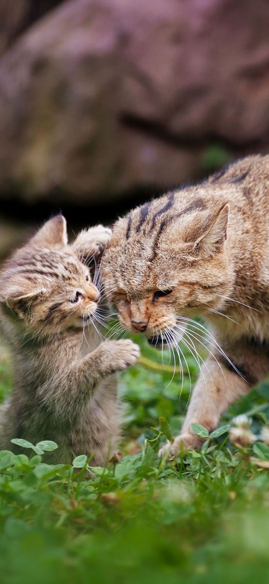 cats, kitten, cat, couple, cub, playful, caring