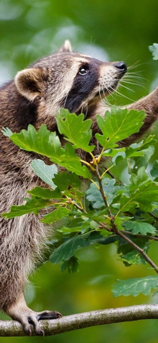 raccoon, branch, climbing, leaves