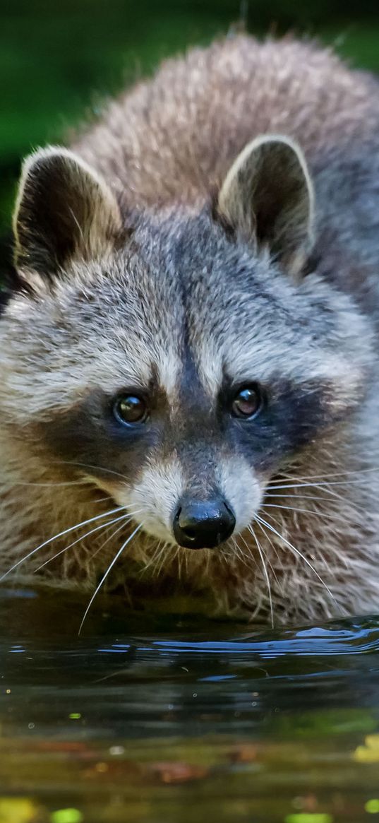 raccoon, water, walk, animal