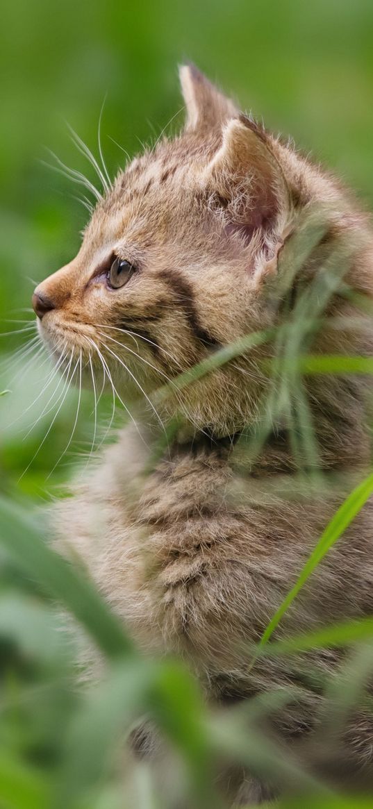 kitten, grass, stand, attention