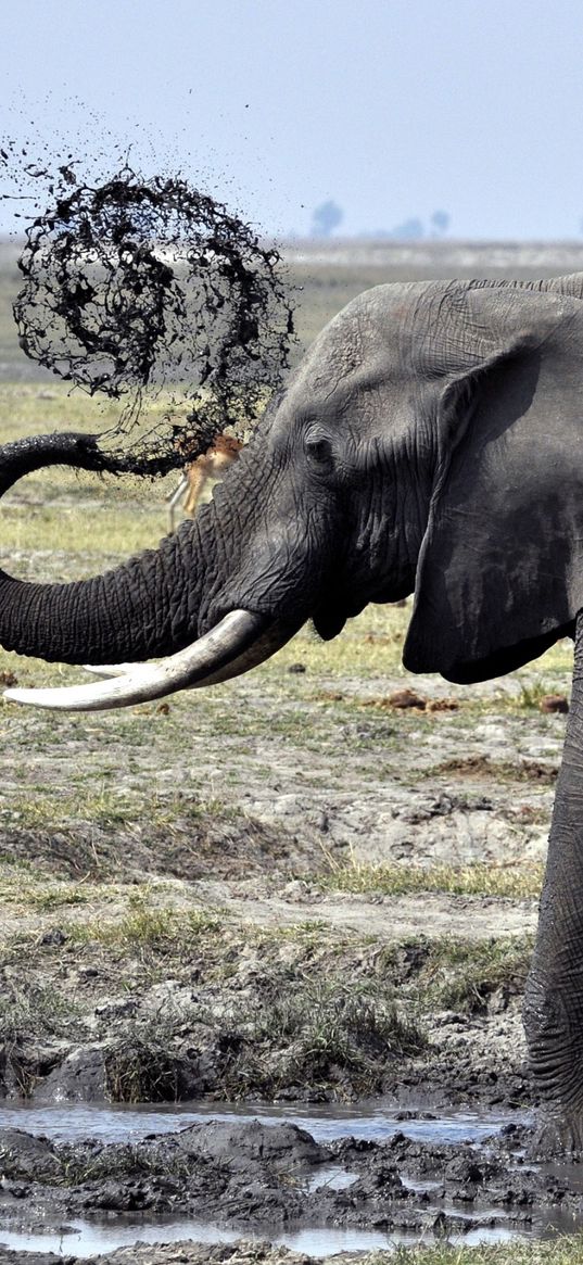 elephant, dirt, splash, walk