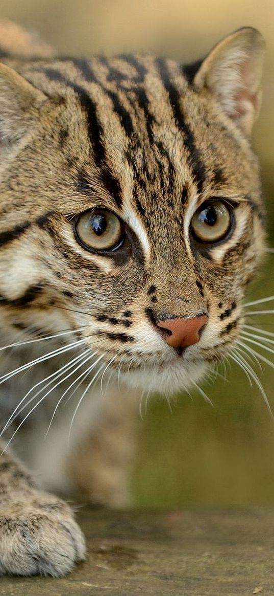 civet cat, fishing cat, fishing cat asian, view, wild