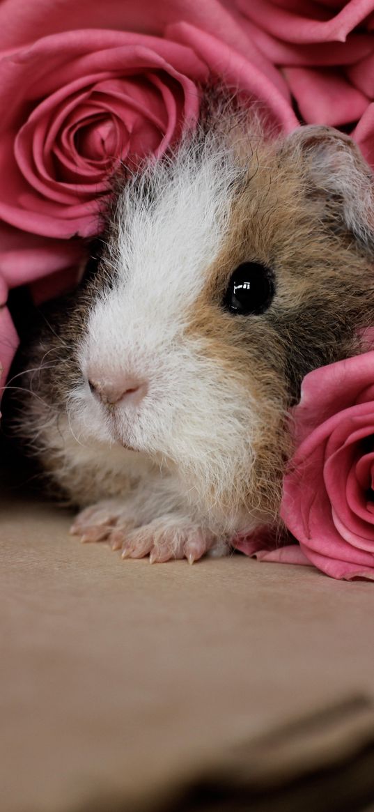 guinea pig, pink, peep, rodent