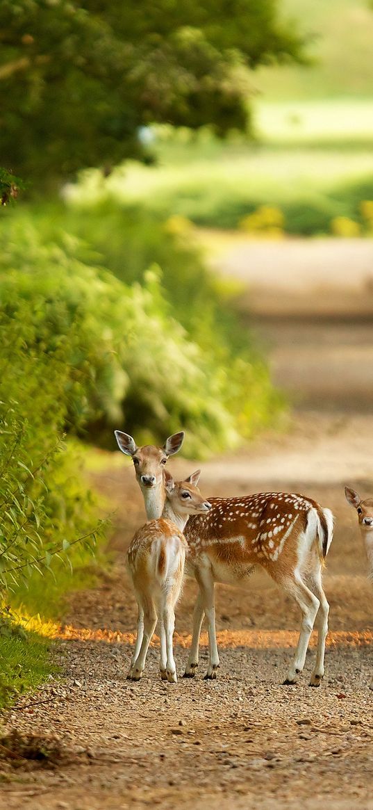 deer, trail, walk, trees