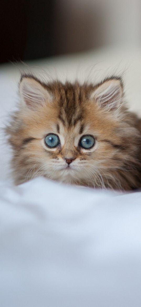 kitty, fluffy, muzzle, eyes, attention