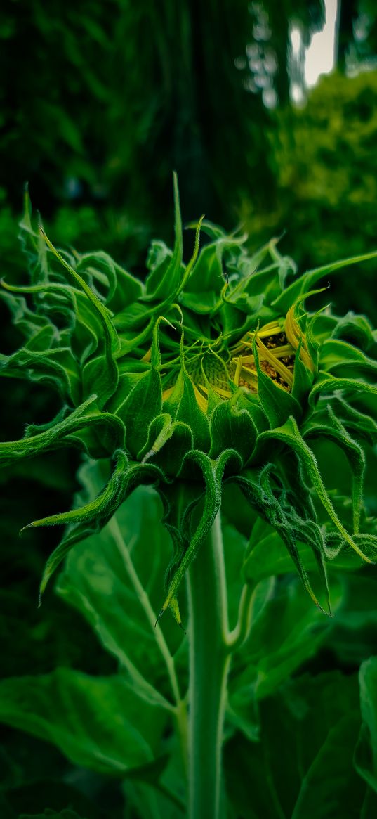 sunflower, flora, flower, green, nature, tree, plant