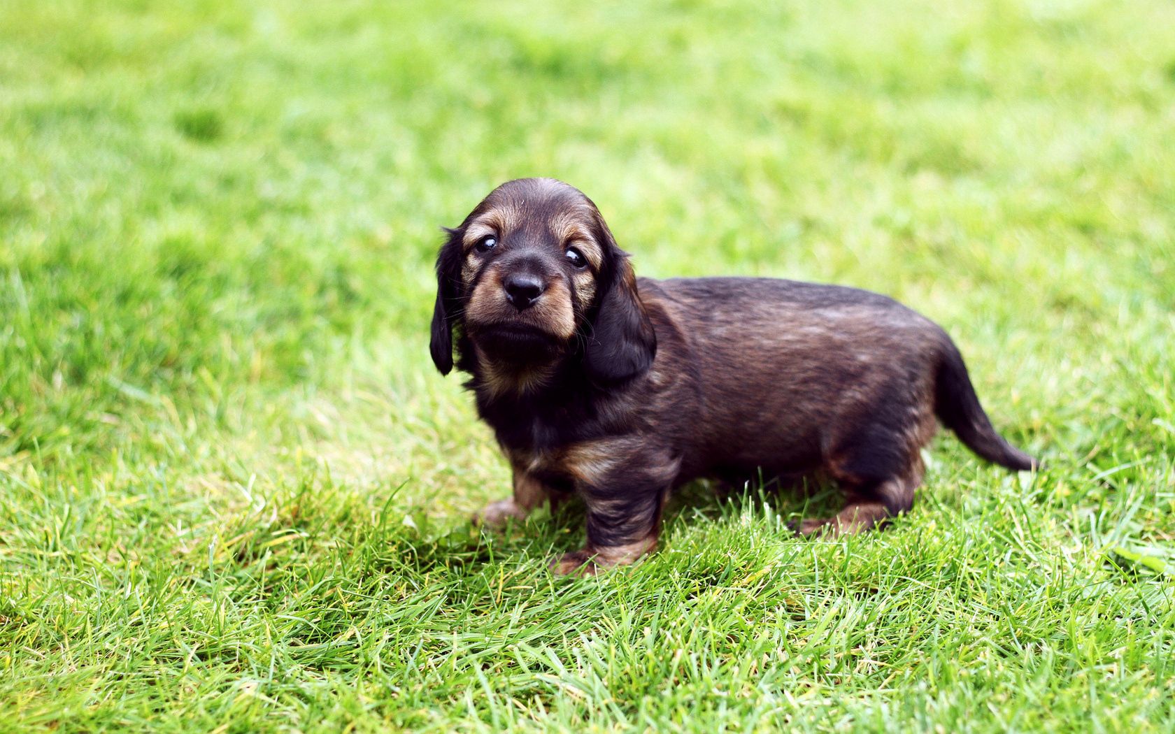 puppy, grass, walk, baby, spotted