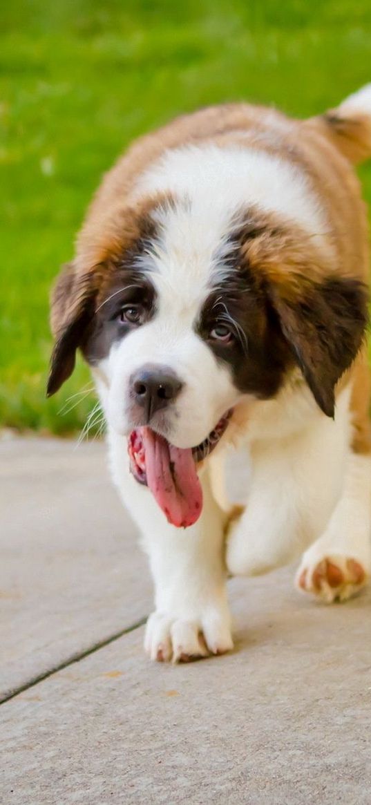 puppy, st bernard, tongue, grass