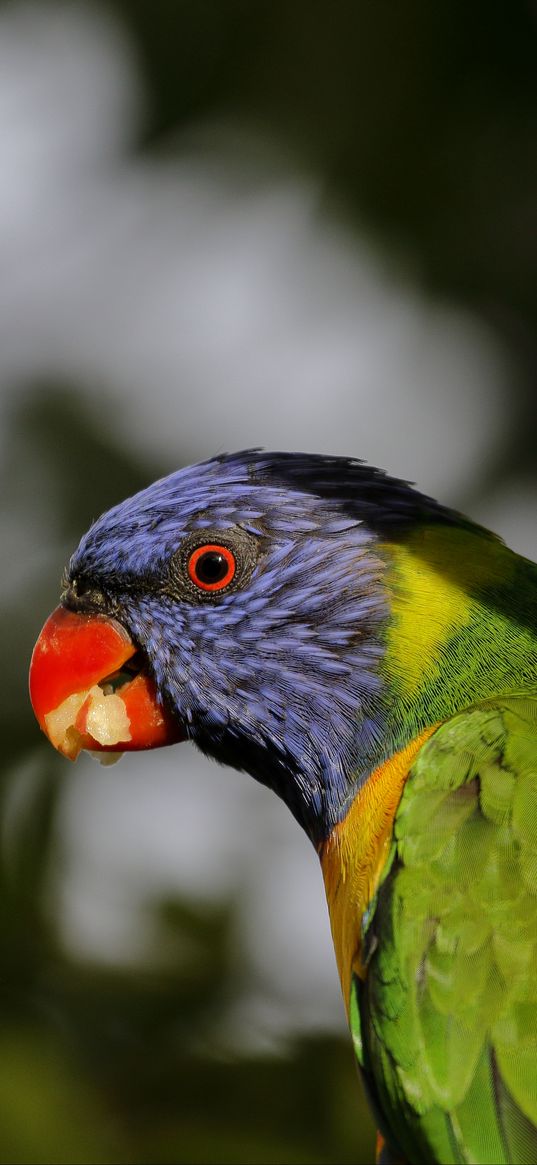 lorikeet, parrot, beak, blur