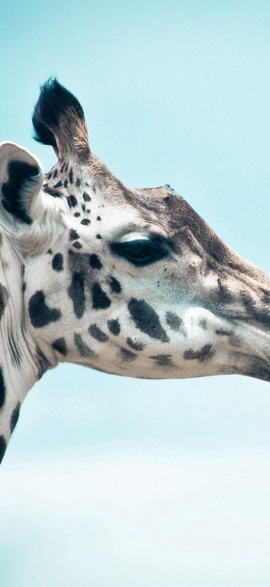 giraffe, sky, muzzle, profile