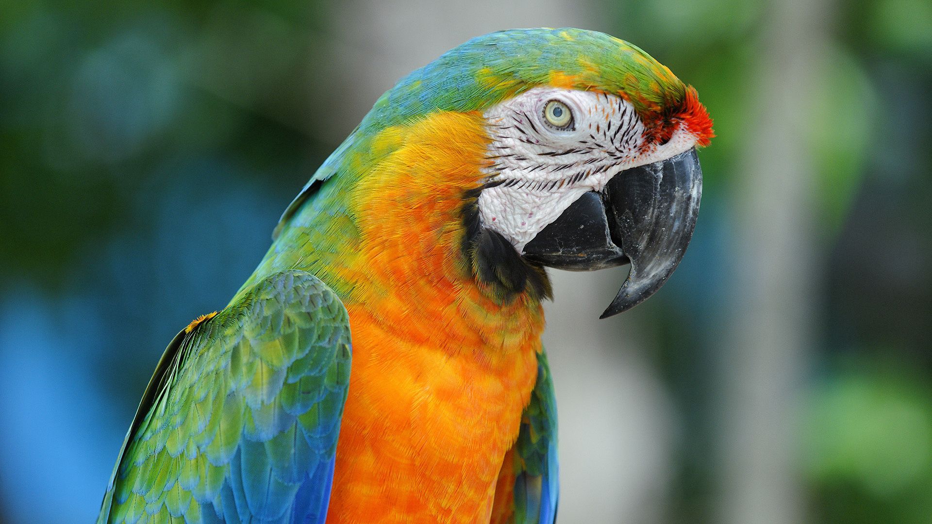 parrot, colorful, beak