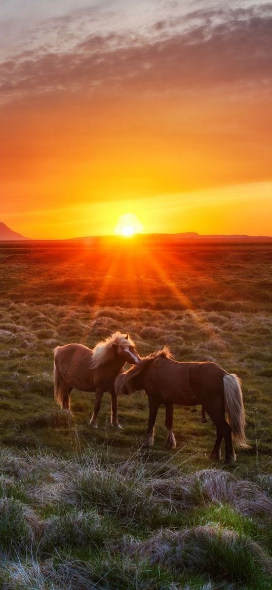 iceland, landscape, sunset, foals, horses