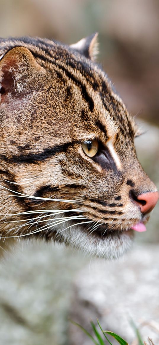 fishing cat, muzzle, tongue, profile, spotted, big cat