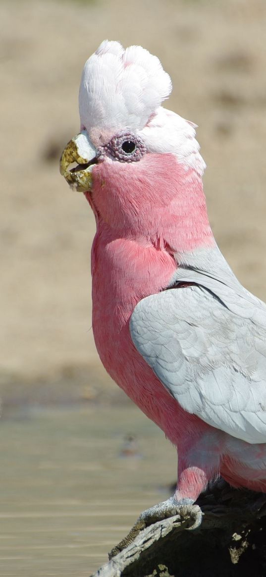 galah, parrot, bird, beautiful