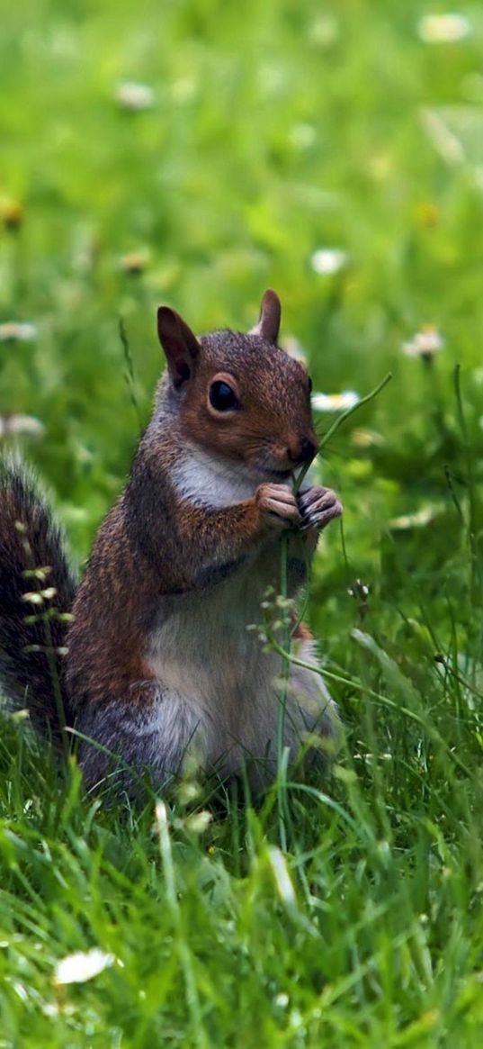 squirrel, grass, sitting, small animal