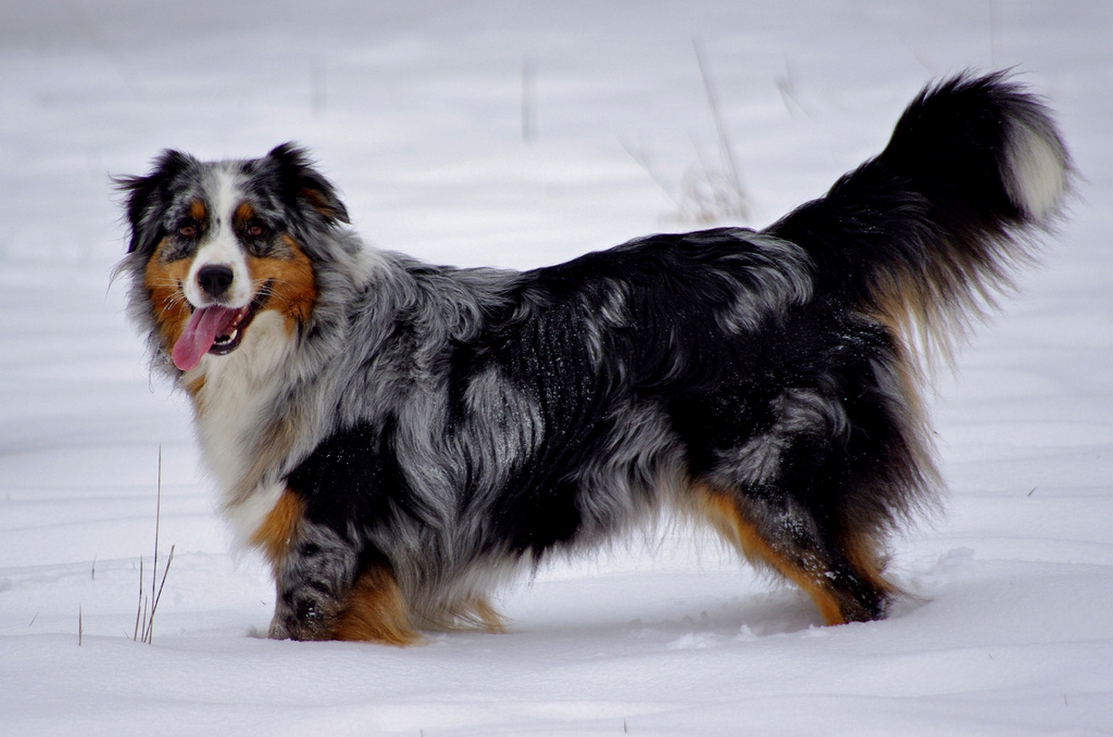 australian shepherd, snow, dog, walk, rest