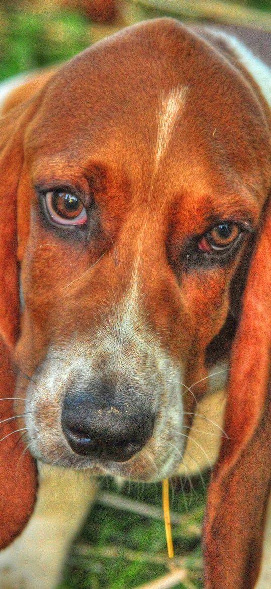 basset, dog, eyes, face