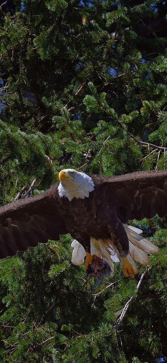 bald eagle, bird, predator, flying, trees