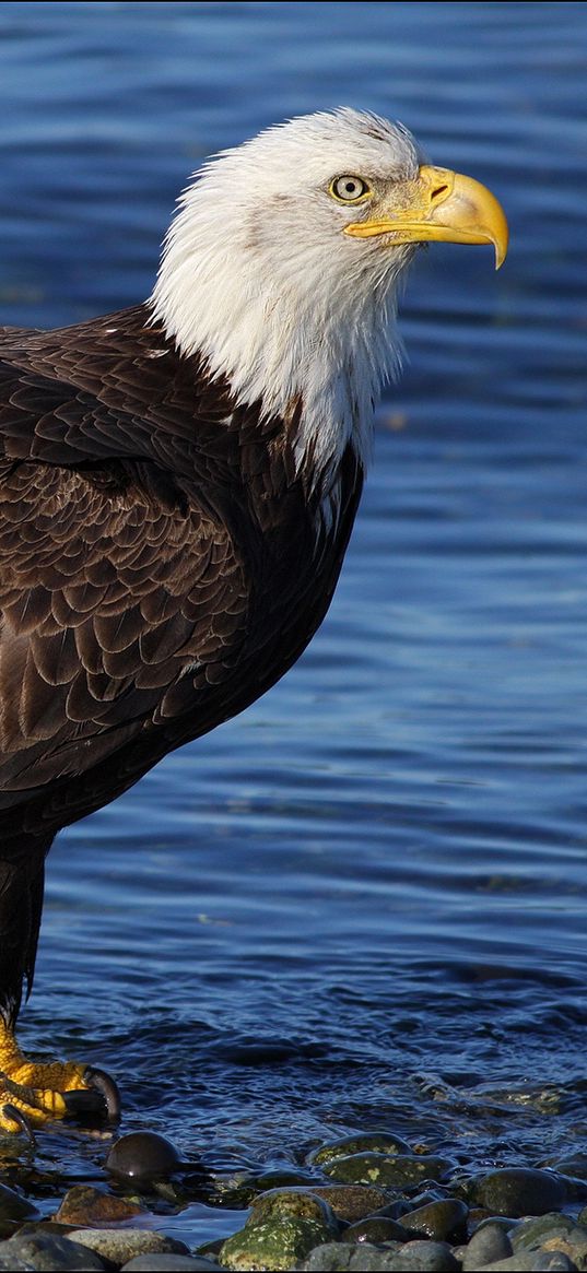 bald eagle, rocks, water