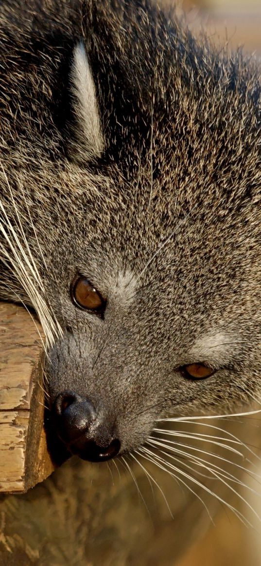 binturong, predator, muzzle, biting