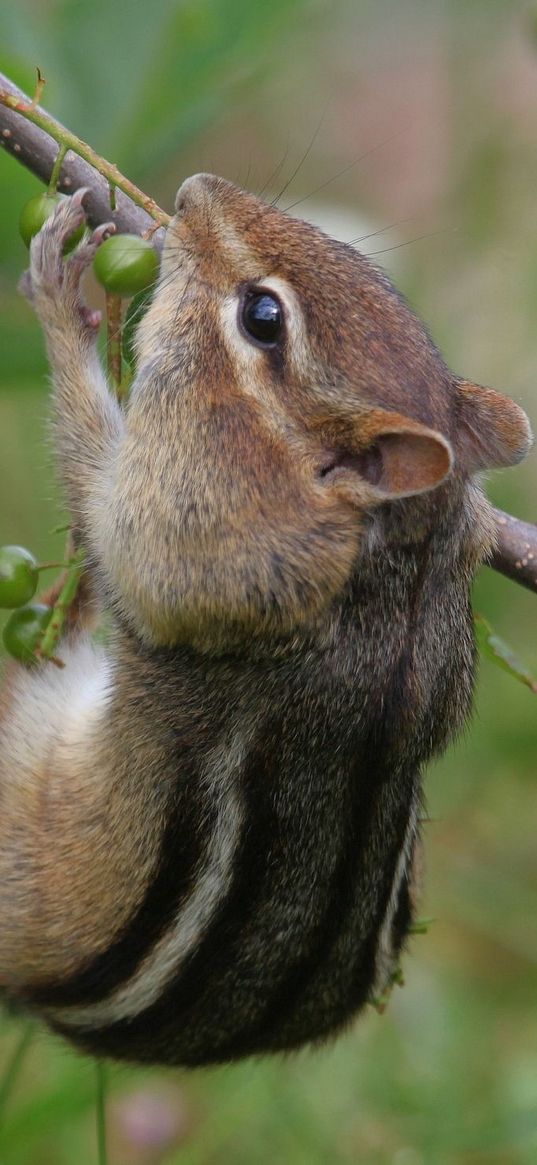 chipmunk, grass, branch, eating, climbing