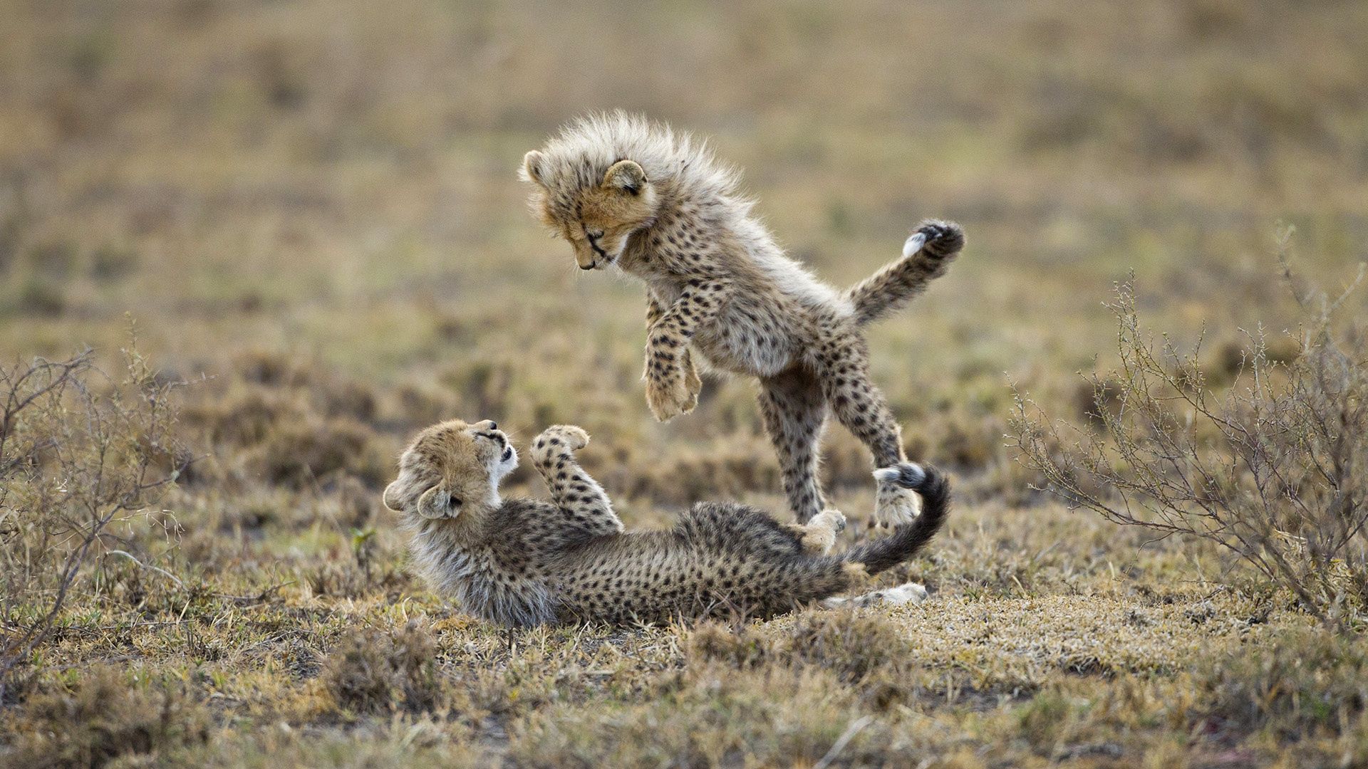 cheetahs, cubs, fighting, grass, playful