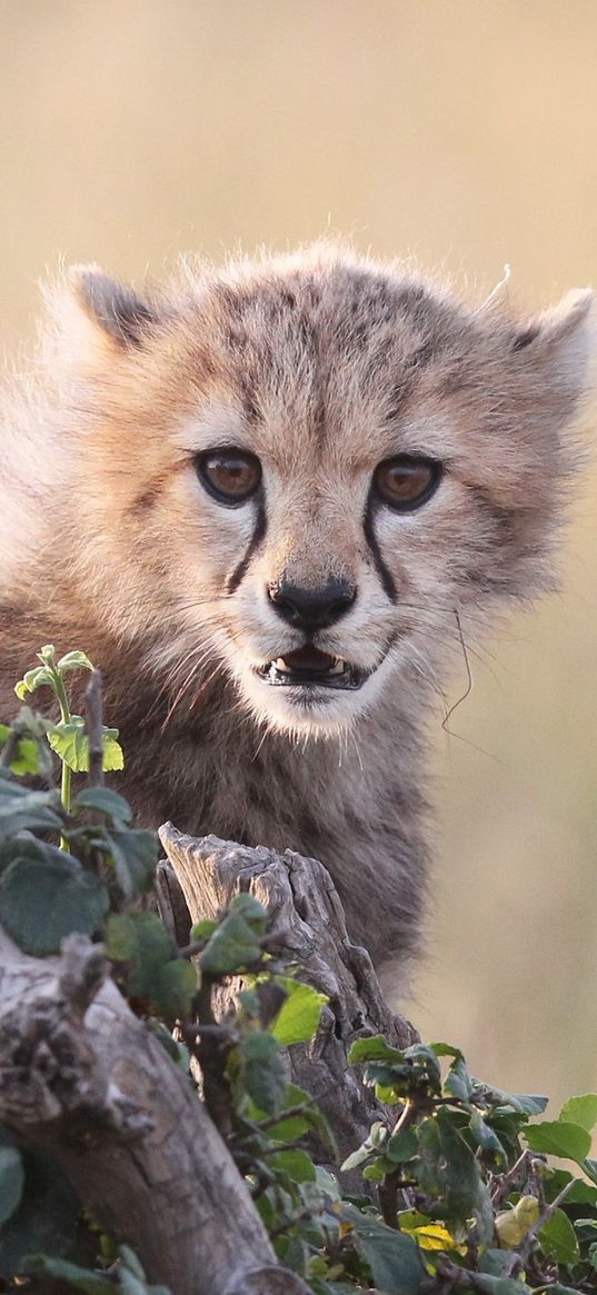 cheetah, cub, grass, bark