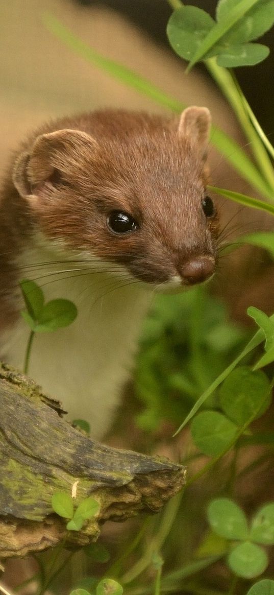 ermine, grass, climbing, branches