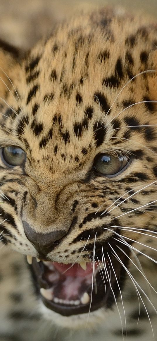 amur leopard, cub, cat, leopard, aggression, teeth