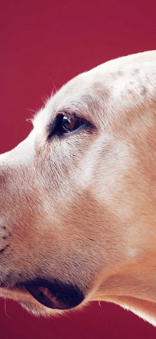 labrador retriever, look, face, profile, dog