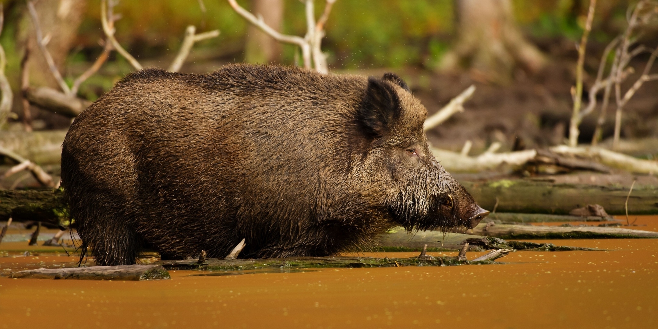 wild boar, vepr, water