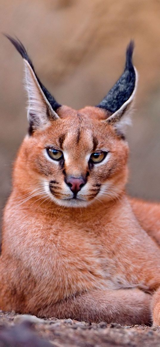 caracal, big cat, lay