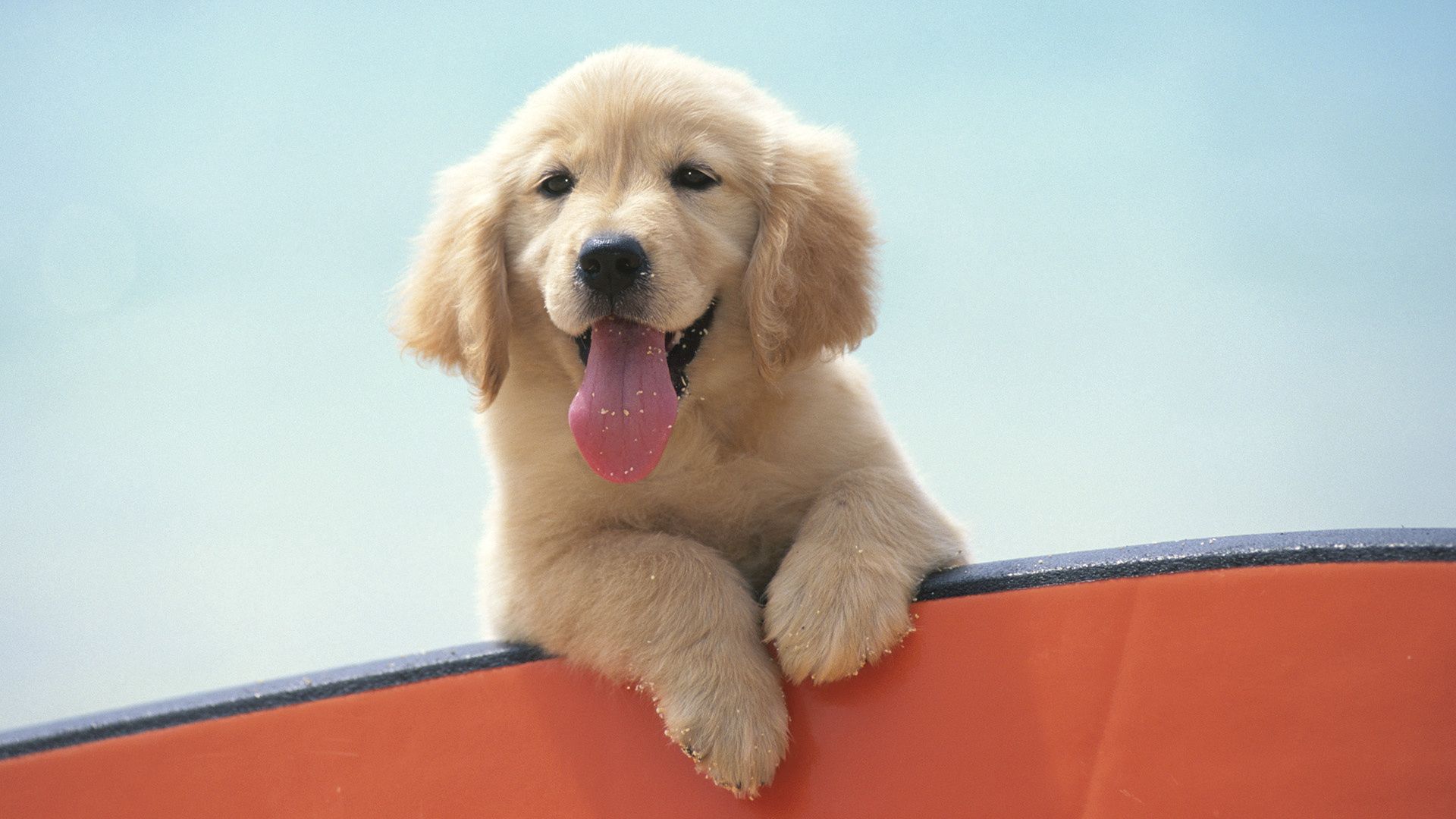 labrador puppy, snout, eyes, cute