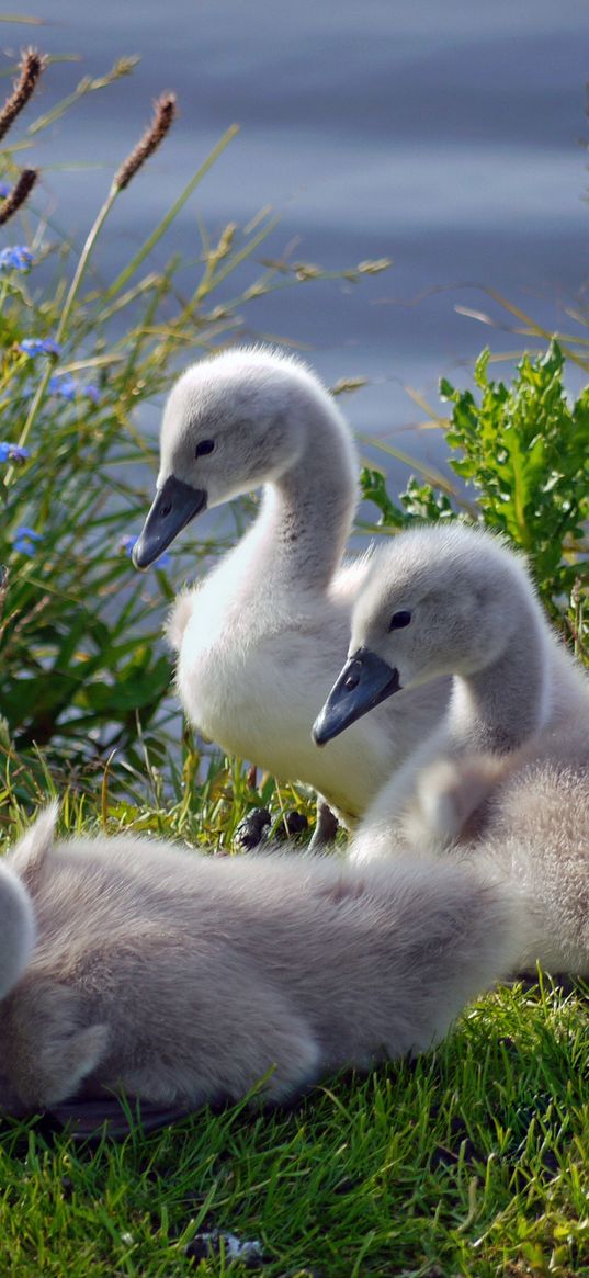 swans, ducks, grass, flock, family