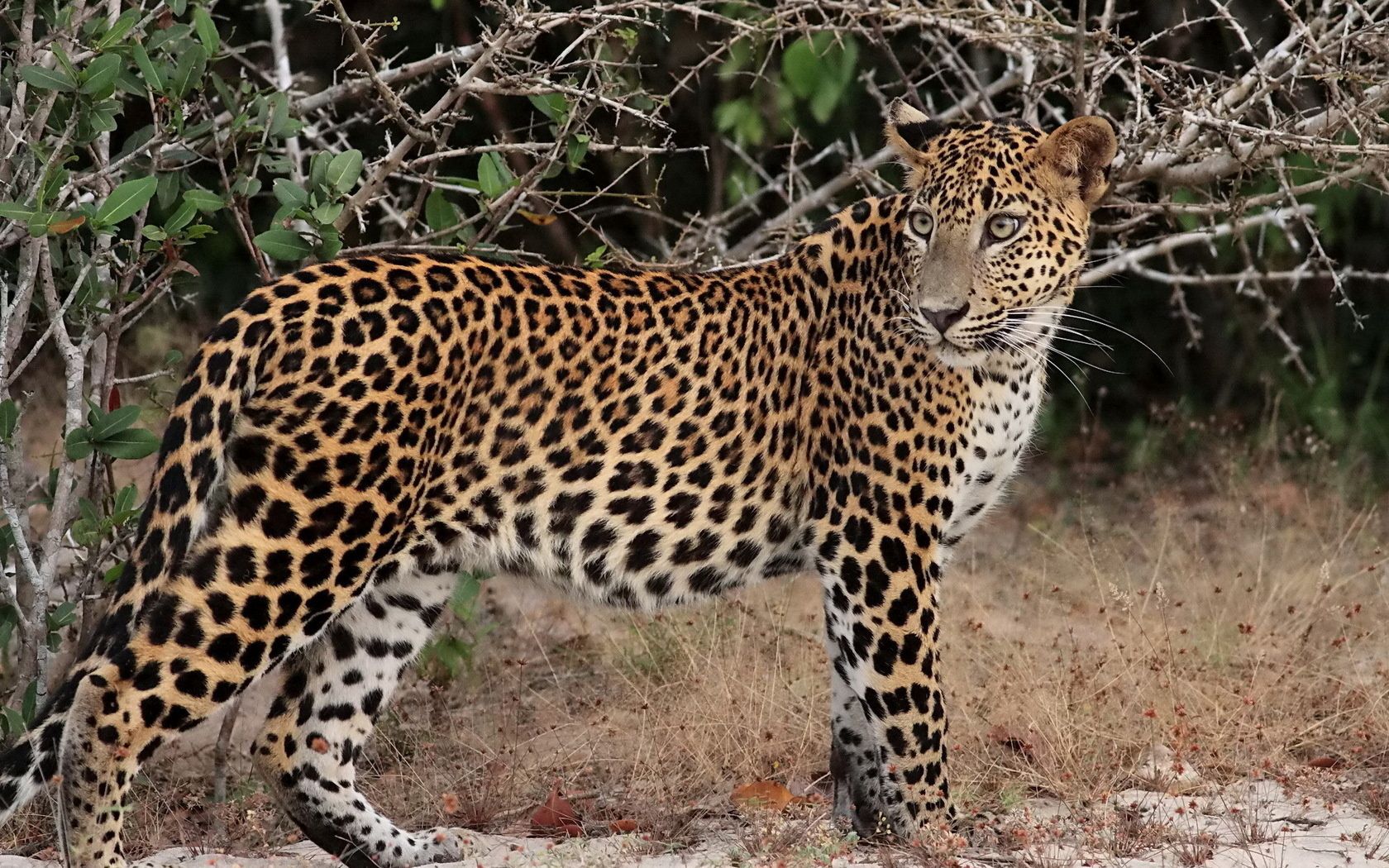 leopard, branches, stand, predator