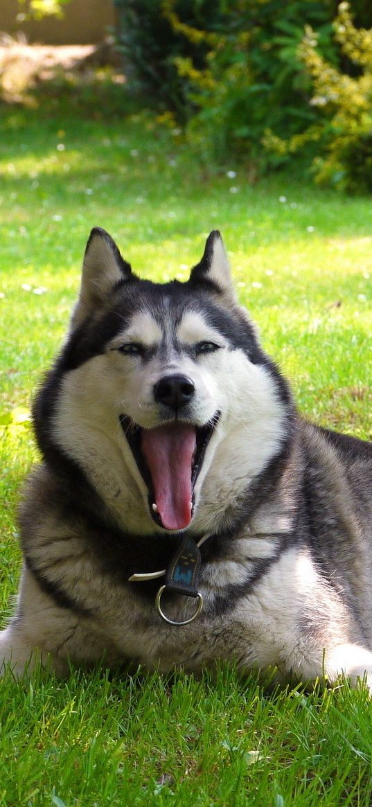 nature, malamute, friend, dog, lay