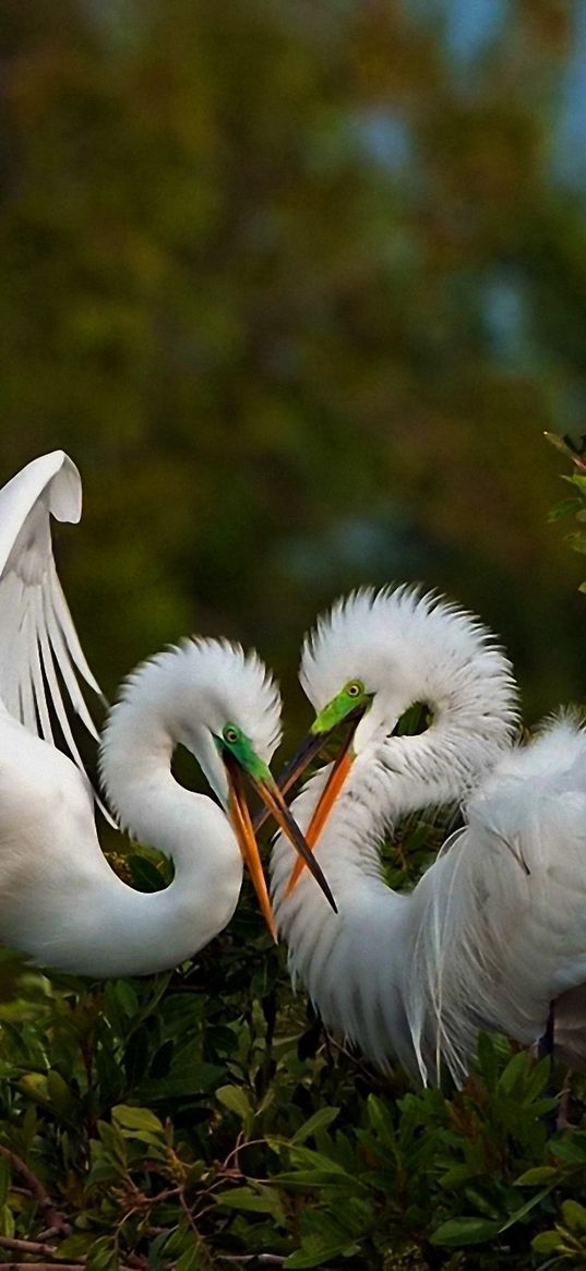 birds, herons, couple, games