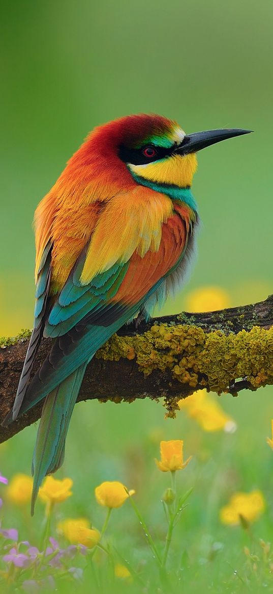 bird, bee-eater, branch, flower