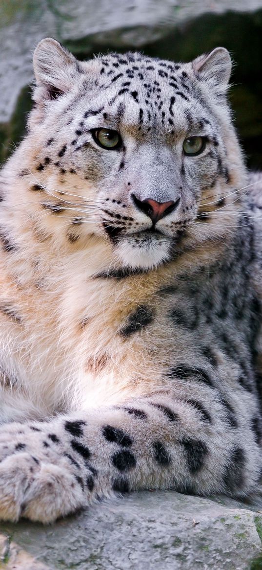 snow leopard, big cat, carnivore, lay