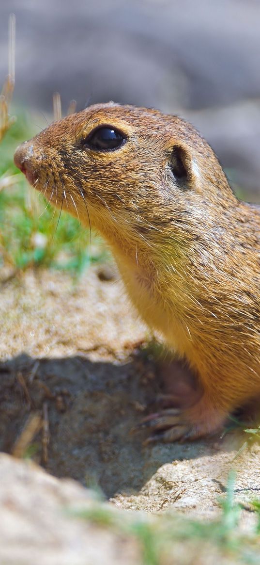 gopher, sitting, sand, shade