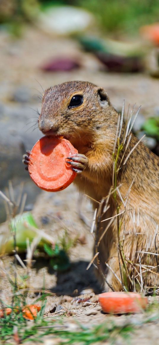 gopher, grass, food, carrots, sit