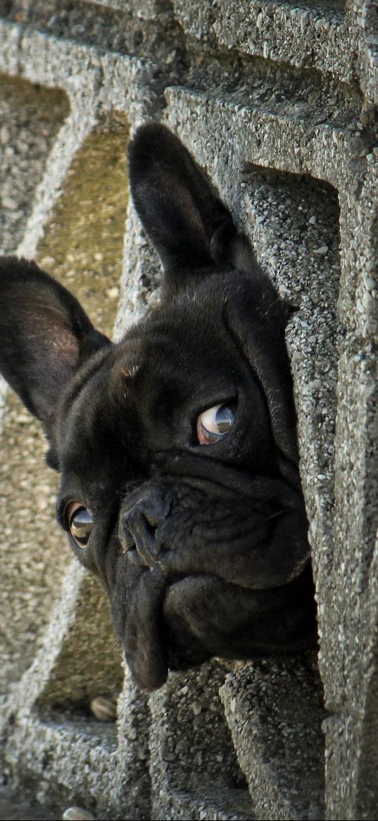 french bulldog, peep, dog, fence