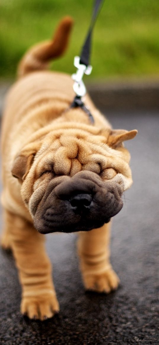 shar pei, muzzle, wrinkles, leash, walk