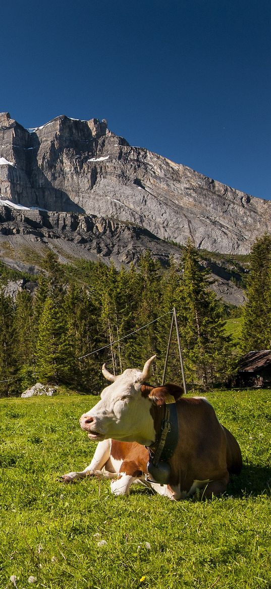 switzerland, mountains, cows, meadow, grass, tops