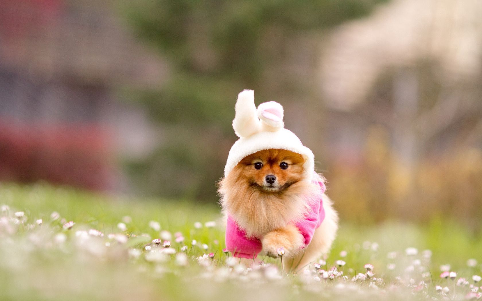 spitz, grass, flowers, suit