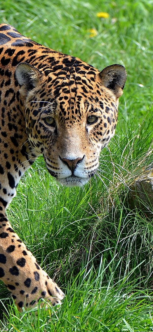 jaguar, grass, stone, predator