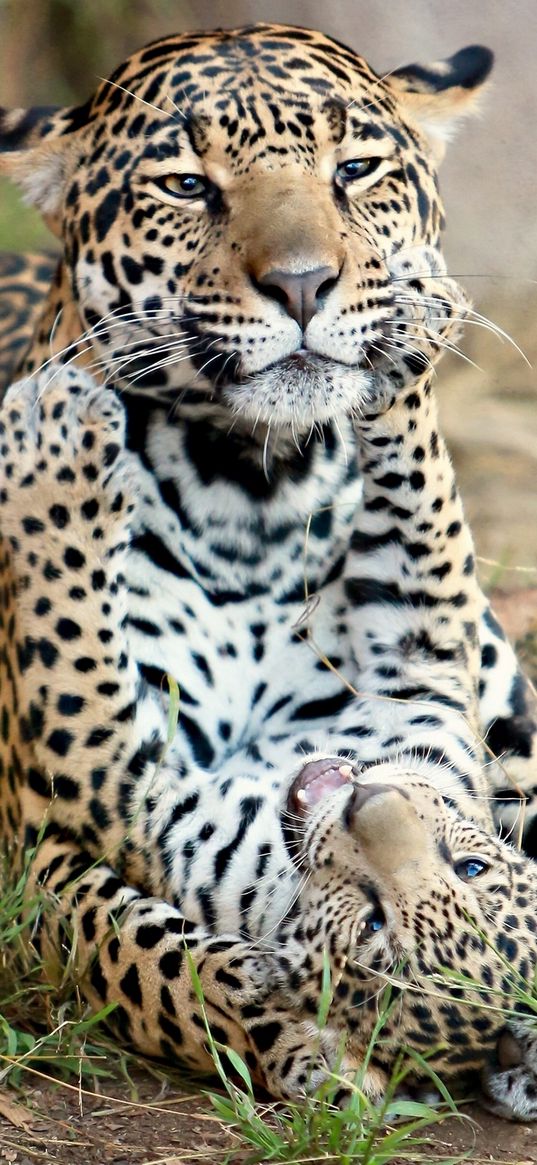 jaguar, jaguar cub, kitten, motherhood, predators, cats