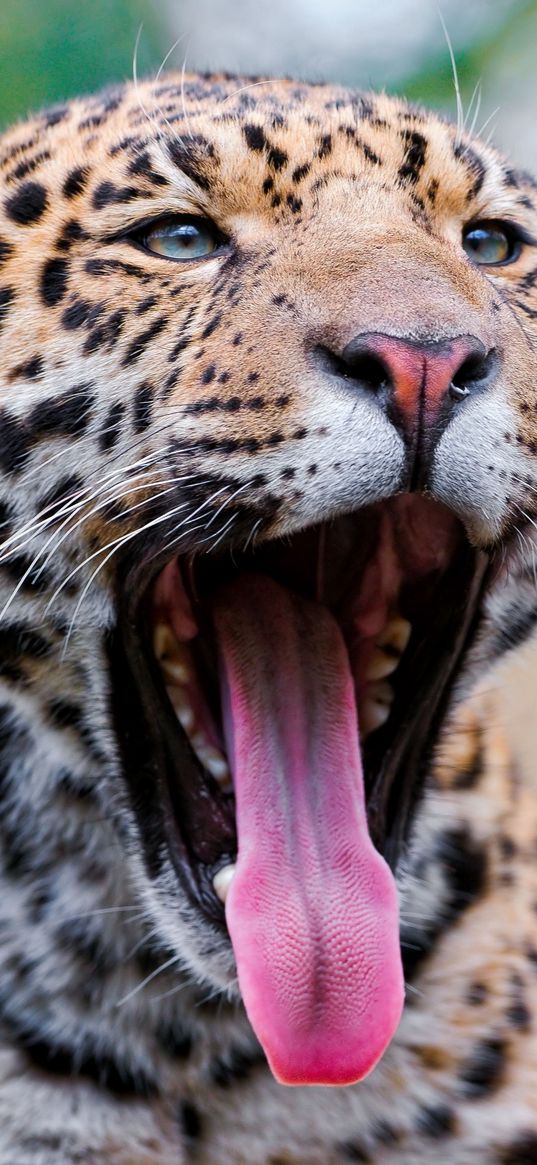 jaguar, mouth, tongue, gape, predator