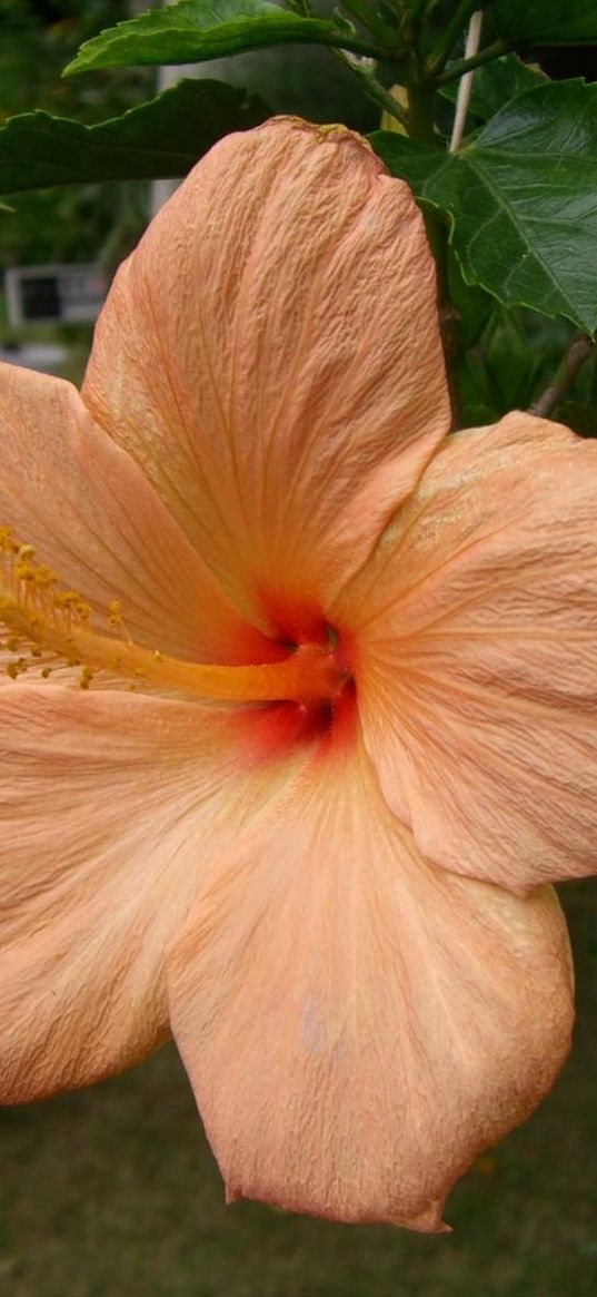 hibiscus, flowering, pot, herbs