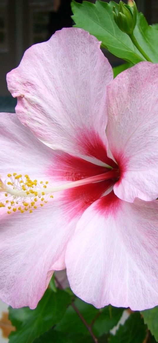 hibiscus, blossoms, rose, leaf, twig